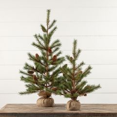 Burlap Wrapped Conifer