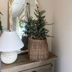 Burlap Wrapped Fir Seedling Tree 24 Inch