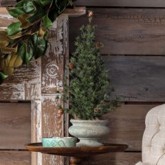 Burlap Wrapped Spruce Seedling Tree 24 Inch