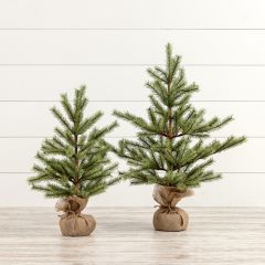 Burlap Wrapped Timberland Pine Tree