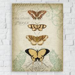 Butterfly Study I Canvas Wall Art