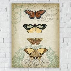 Butterfly Study II Canvas Wall Art
