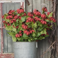 Black Eyed Susan Stem Set of 6