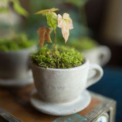 Cement Teacup Planter Pot Set of 3