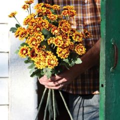 Chrysanthemum Stems Set of 3