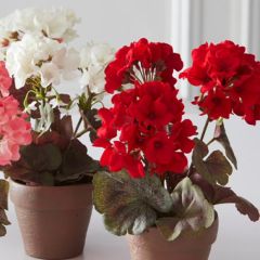 Clay Potted Faux White Geranium