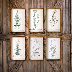 Collected Botanical Prints Set of 6