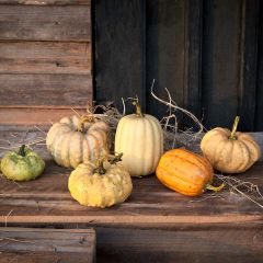 Colorful Pumpkin Harvest Set of 6
