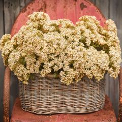 Creamy Classic Faux Queen Anne Lace Bush Set of 2