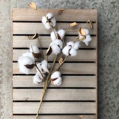 Faux Cotton Spray Set of 6