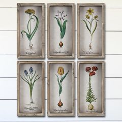 Latin Name Botanical Wall Art Set of 6