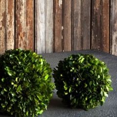 Small Preserved Boxwood Ball