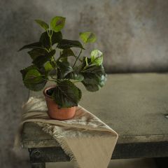 Decorative Potted Porilla Plant