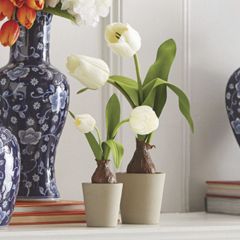 Decorative Potted Tulip Bulb