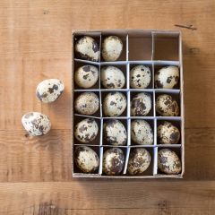 Decorative Quail Eggs Set of 20