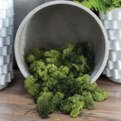 Decorative Reindeer Moss