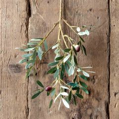 Decorative Spanish Olive Stem