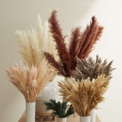 Dried Brown Pampas Grass Stem