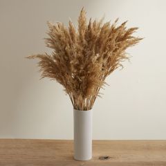Dried Tan Pampas Grass Stem