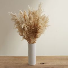 Dried White Pampas Grass Stem
