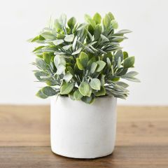 Potted Decorative Bush