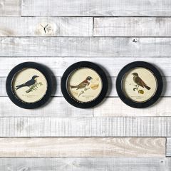 Vintage Inspired Round Bird Prints Set of 3