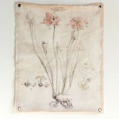 Scientific Botanical Canvas Art
