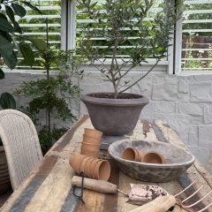 English Garden Pedestal Urn