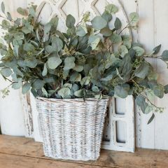 Eucalyptus Stem With Seeds
