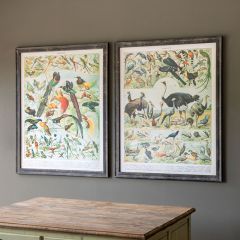 Vintage Inspired French Bird Prints Set of 2