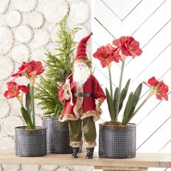 Father Christmas With Pine