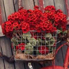 Faux Red Geranium Bush