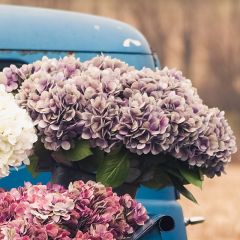 Faux Hydrangea Spray