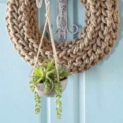 Succulent in Hanging Pot