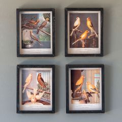 Canary Bird Framed Print Collection Set of 4