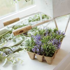 Flowering Starts in Peat Tray