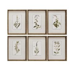 Framed Botanical Collection Set of 6