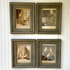 Framed Canary Print Set of 4