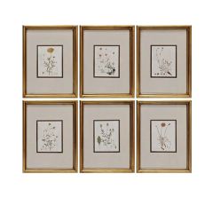 Framed Floral Collection Set of 6