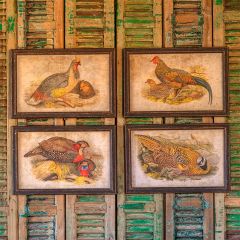 Framed Fowl Prints Set of 4