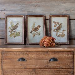 Framed Vintage Bird Print Set of 3