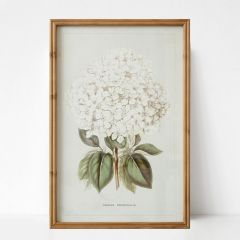 Framed White Hydrangea Wall Art