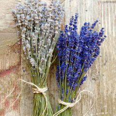 Fresh Cut Lavender Bunch 10 Inch