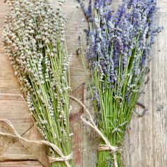 Fresh Cut Lavender Bunch 18 Inch