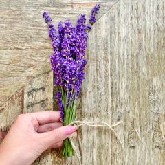 Fresh Cut Petite Lavender Bunch 8 Inch