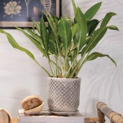 Hand Stamped Pattern Stoneware Pot And Saucer