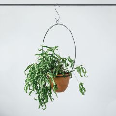 Hanging Terra Cotta Planter