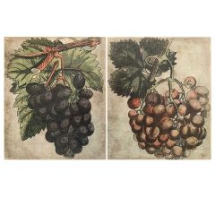 Homestead Vintage Inspired Grape Prints Set of 2