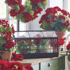 Industrial Chic Metal Terrarium