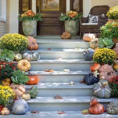 Kentucky Field Pumpkin Collection Set of 5